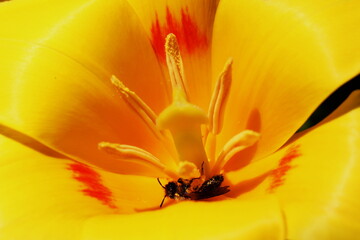 Coeur de tulipe avec son abeille couverte de pollen