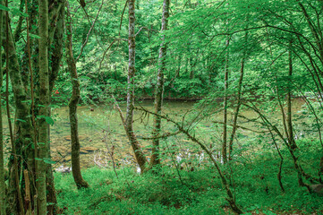 Bosque