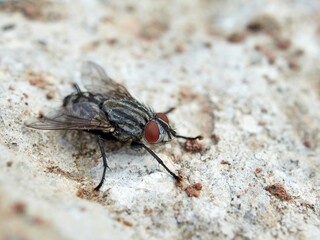 Flesh Flies and Satellite Flies. Family Sarcophagidae