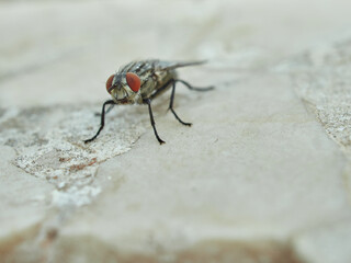 Flesh Flies and Satellite Flies. Family Sarcophagidae