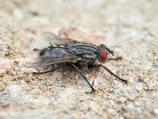 Flesh Flies and Satellite Flies. Family Sarcophagidae