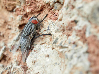 Flesh Flies and Satellite Flies. Family Sarcophagidae