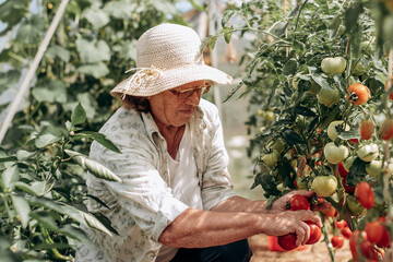 Senior woman gardener in hat picking eco tomatoes in greenhouse.Harvest, agricultural, farming and sustainability concept.Active lifestyle of the elderly.
