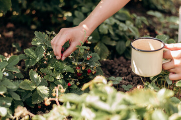 Close-up of children's hands picking strawberries in an enameled mug on a summer day in the garden.Summer,harvest,eco-friendly,sustainability concept.