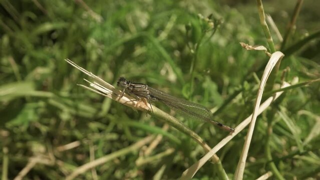 Small dragonfly insect with long wings sitting on the plant