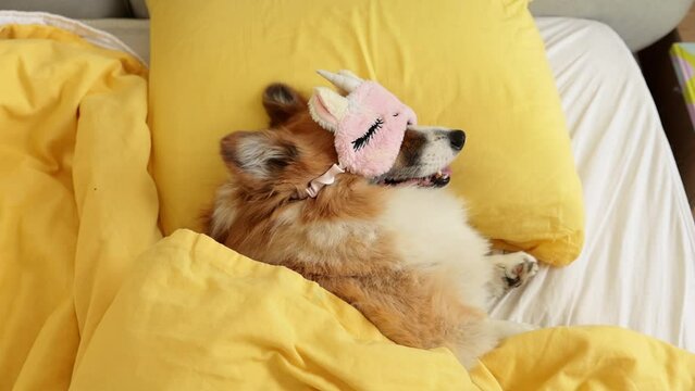 cute corgi dog in a mask for sleeping on the bed, large portrait, lifestyle, cute pet photos