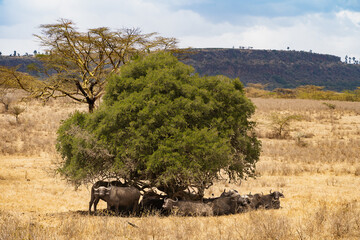 Wildlife in Nakuru National Park, Kenya