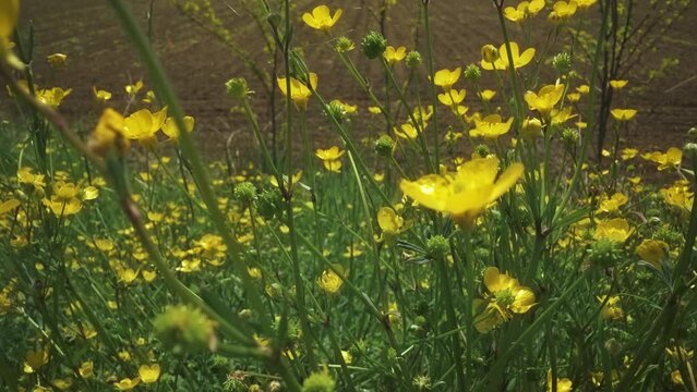 Yellow flowering ion plants among green grass