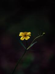 yellow flower on a dark background