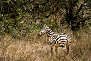 Obraz na płótnie Canvas Wildlife in Nakuru National Park, Kenya