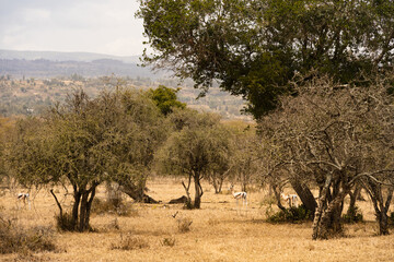 Wildlife in Nakuru National Park, Kenya