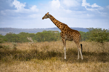 Wildlife in Nakuru National Park, Kenya