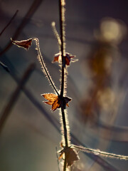 thorns on a branch