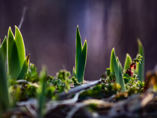 spring grass in the wind