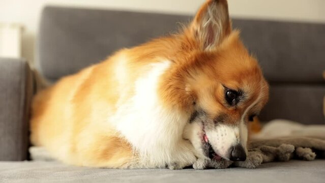 cute corgi dog with tongue hanging out eating his treat on the couch. Concept of treats for pets. lifestyle