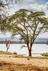 Fototapeta na wymiar Wildlife in Nakuru National Park, Kenya
