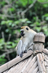 Obraz premium Climbing long tailed monkey/ guenon /langur , photographed at the Ecological Zoo in Changsha, China.