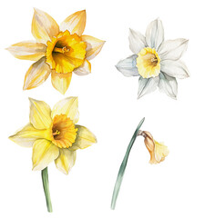 Watercolor yellow daffodil flower.