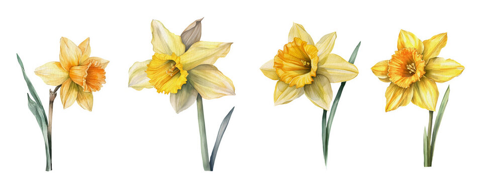 Watercolor yellow daffodil flower.