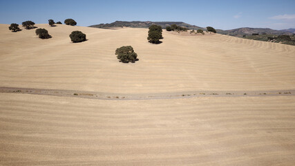 Aerial drone view of dried land with few olive trees. Climate change. Severe drought. Global warming. Environmental disaster. No water. Dry agriculture fields. Shortage of water. No crops.