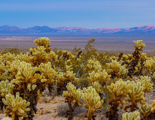 Teddybear (Cylindropuntia bigelovii) Cholla Cactus Garden at Pinto Basin, Joshua Tree National...