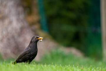 a blackbird, turdus merula, with worm in your beak on the green lawn at a sunny spring day