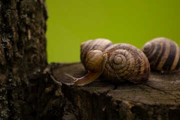 snail on a tree