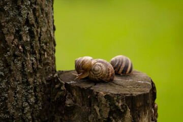 snail on a tree