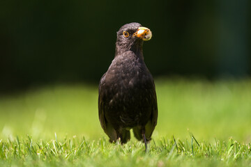 a blackbird, turdus merula, with worm in your beak on the green lawn at a sunny spring day