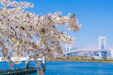 桜とレインボーブリッジ