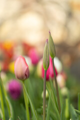 Amazing colorful tulip flowers blooming in a tulip field, against the background of blurry tulip flowers in the sun light. Floral banner for a floristry shop.