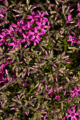 Phlox subulata - creeping phlox, moss phlox, moss pink, or mountain phlox. Beauty bloom in a garden in May. 