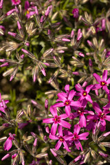 Phlox subulata - creeping phlox, moss phlox, moss pink, or mountain phlox. Beauty bloom in a garden in May. 