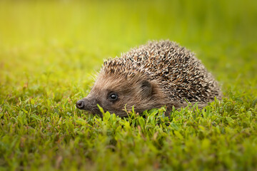 hedgehog on the grass.. © alexbush
