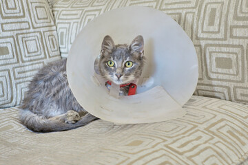 Plastic animal protector placed on a cat. The protective cone has a gray and white cat. The Elizabethan collar functions as a protective cone for rehabilitation after veterinary surgery.
