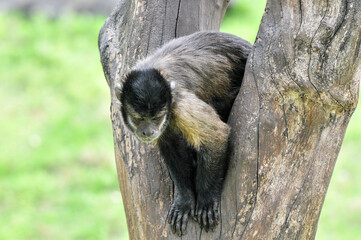 The black hat hanging monkey, Sapajus apella in frolicking, photographed at the Ecological Zoo in Changsha, China.