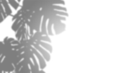 Fototapeta na wymiar SHADOWS PNG SHADOWS PNG 100% 10 B2Silhouette Plant Images On Transparent Backgrounds With Shadows - Perfect For Stock Photos And Websites! Plant Monstera Shadows Transparent PNGSilhouett