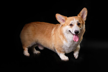 Funny corgi breed dog on a black background after express molting