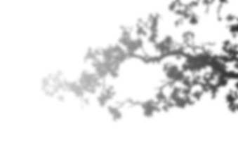 Nature's Beauty: Tree Branch With Leaves And Silhouette Against Transparent Photography Plant Monstera Shadows Transparent PNG  