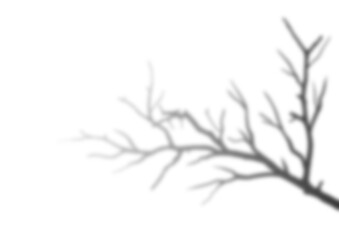Tree Branch With Leaves In Shadow On Transparent Background - Silhouette Black And Transparent Image Of Nature With Transparent  Plant Monstera Shadows Transparent PNG  