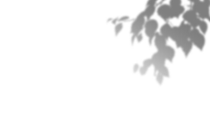 Tree Branch With Leaves In Shadow On Transparent Background - Silhouette Black And Transparent Image Of Nature With Transparent Sky In Background Plant Monstera Shadows Transparent PNG  