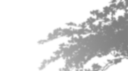 Tree Branch With Leaves In Shadow On Transparent Background - Silhouette Black And Transparent Image Of Nature With Transparent Sky In Background Plant Monstera Shadows Transparent PNG   © Damjan