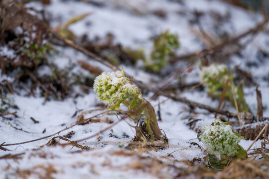 a white butterbur, petasites albus, in the forest at a snowy spring day