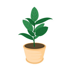 Leaf plant in potted. Houseplant growing in planter isolated on white background. Indoor plant ficus in flowerpot, Decorations for home and office. Flat vector illustration