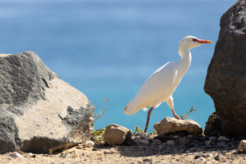 Kuhreiher Bubulcus ibis