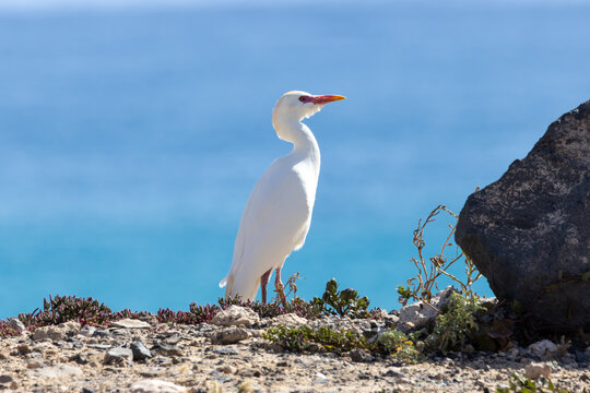 Kuhreiher Bubulcus ibis
