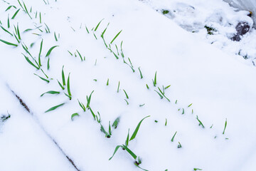 Garden bed with growing garlic in the snow. Spring snow covered the garden with plants. Crop loss due to bad weather