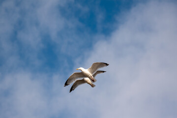 Fototapeta premium Two Herring gulls in flight. Good composition and symmetry. Seagulls against a blue and slightly cloudy sky.
