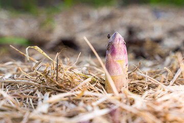 A young shoot of asparagus sprouted in the spring in the vegetable garden close-up. Medicinal asparagus sprouted after the first warming, mulching the soil with dry grass