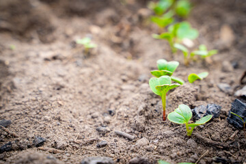 Sprouted radish close-up in the vegetable garden. Young green leaves of germinated radish seeds in spring. Growing plants in a greenhouse